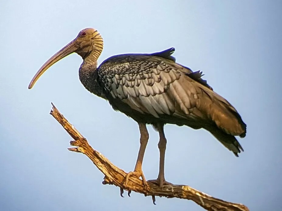 Giant Ibis Bird