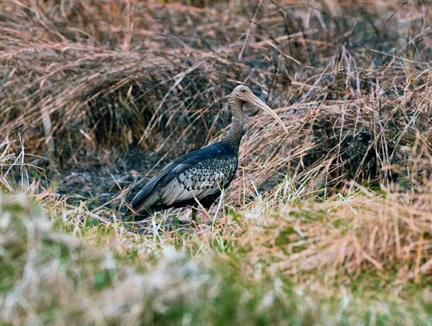 Giant Ibis Bird