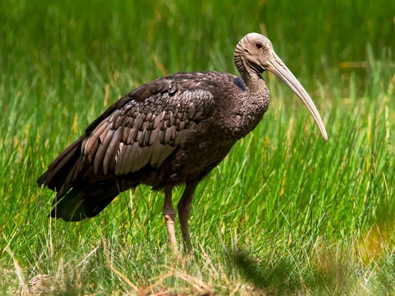 Giant Ibis Bird